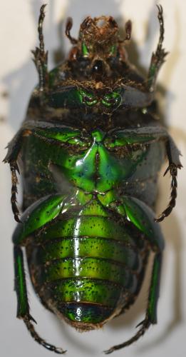 Réf. 274 841 : Euchilia sulcata